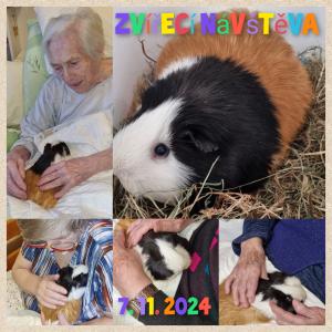Zvířecí návštěva